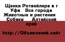 Щенки Ротвейлера в г.Уфа - Все города Животные и растения » Собаки   . Алтайский край